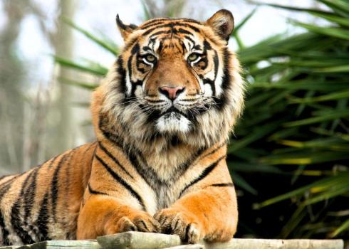 International Tiger Day