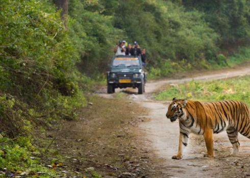 Roaring in the Rain: A Thrilling Monsoon Safari in Jim Corbett