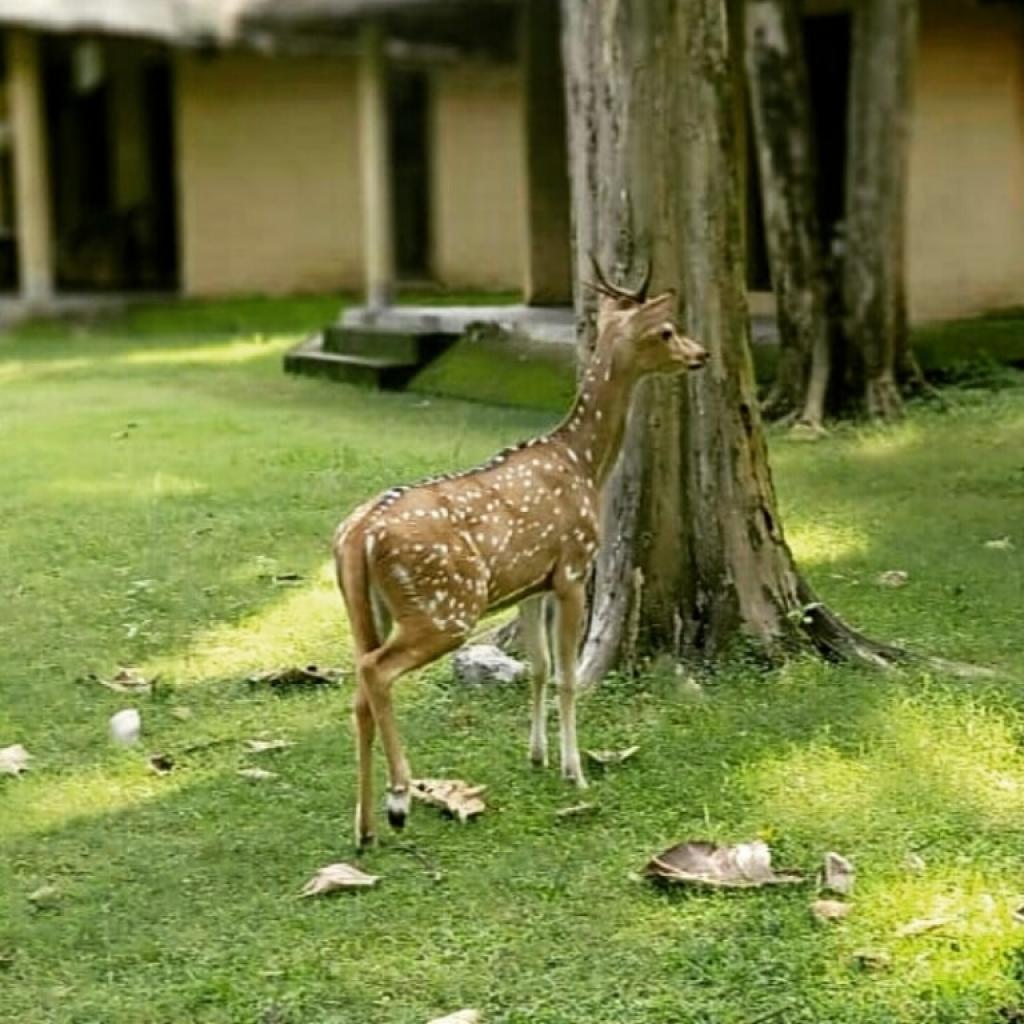 Deers In Bijrani Camp